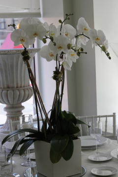 white_orchids_in_white_ceramic-hoome-gift